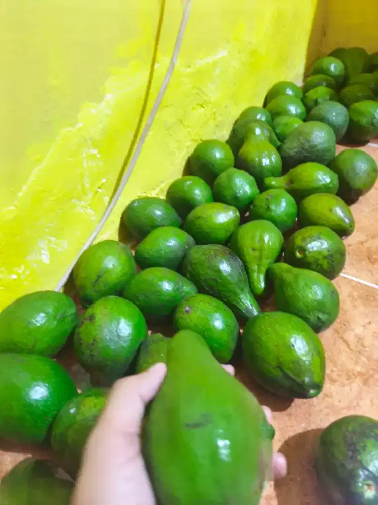 Alpukat  fresh super