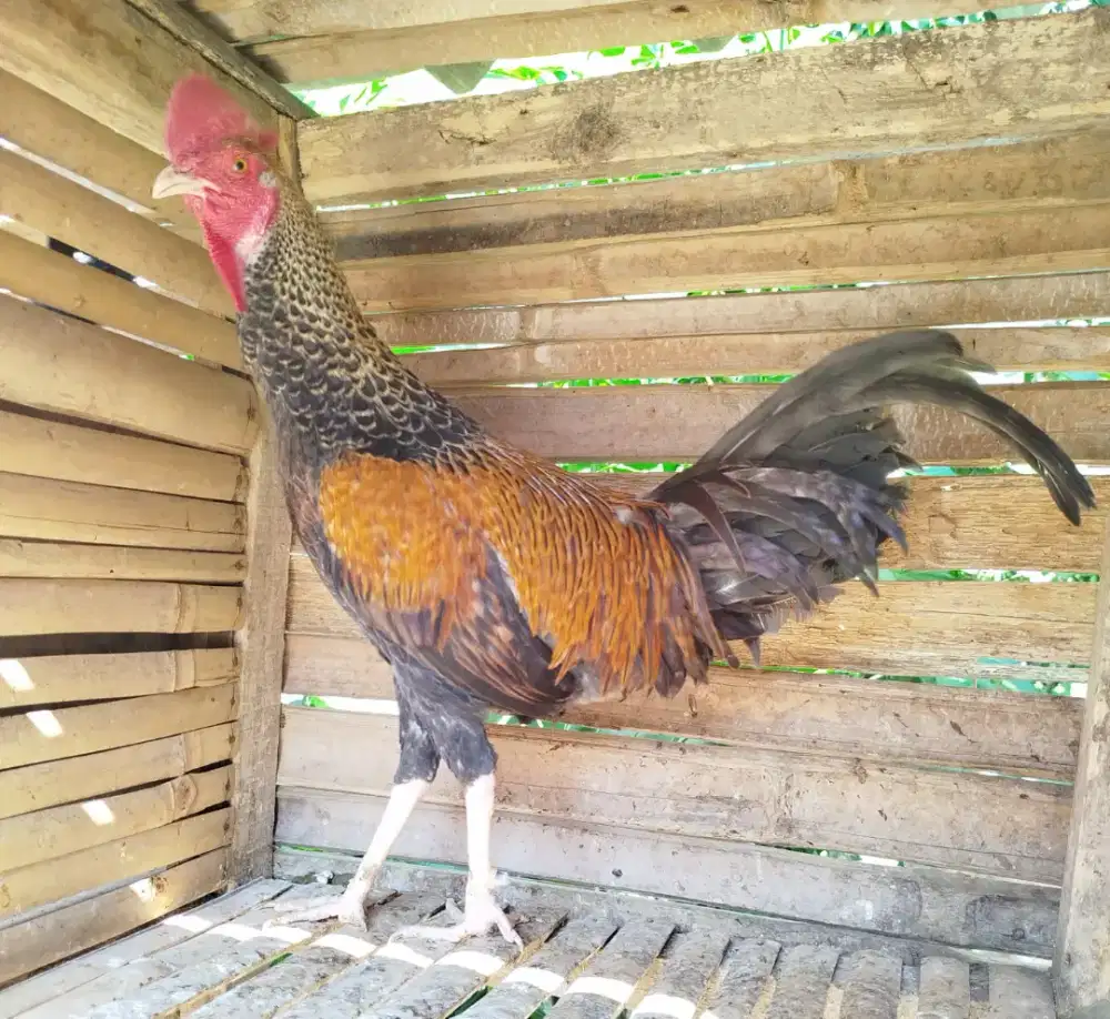 Jual ayam bekisar jali emas 8bln up rajin kokok suara besar bagus