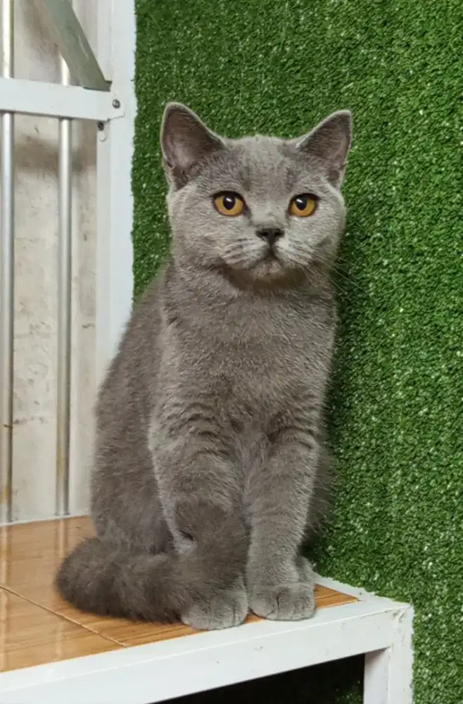 British Shorthair NP