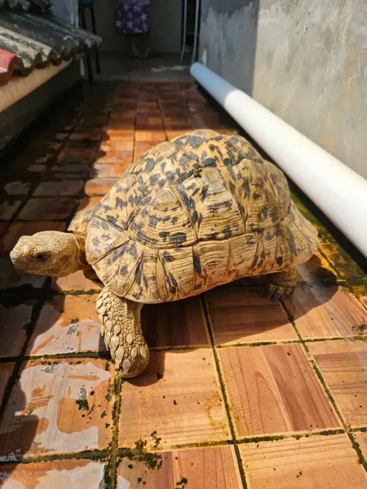 Kura tortoise leopard pardalis male jantan jumbo indukan 32cm