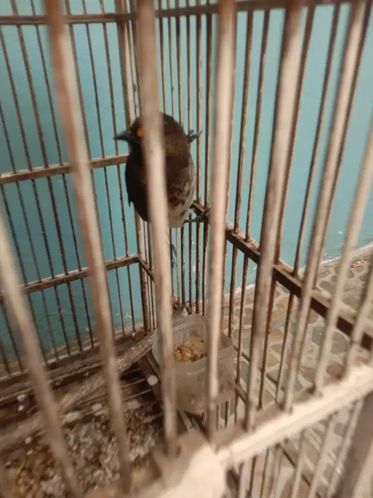 Jual burung cak willis