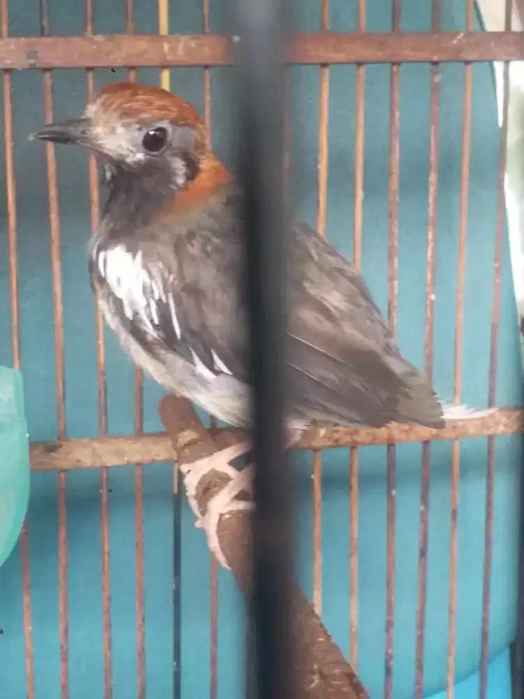 Jual anis kembang mantan gacor ngplong skrng cuma bunyi nraktak siul