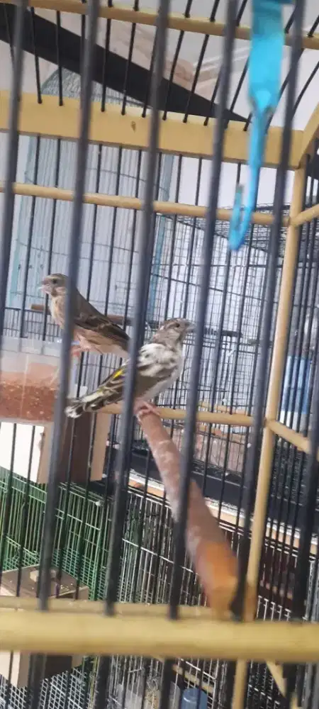 Burung blackthroat Pasangan blorok daput x bostwana