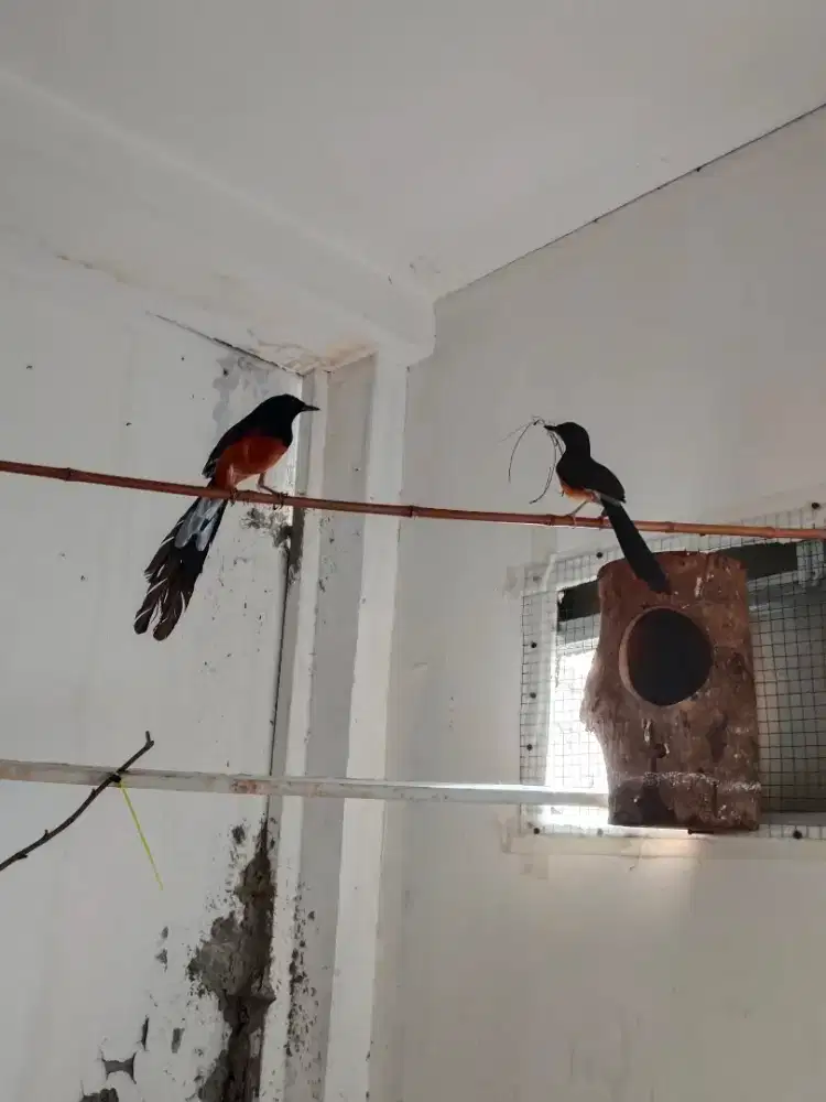 Jual muray sepsang dn kawan2 ya borongan 3 pasang siap ternak