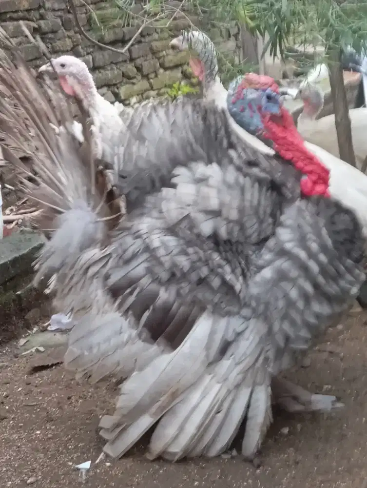 Kalkun jantan warna blue slate, brancah