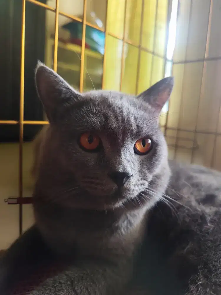 British Short Hair (BSH)