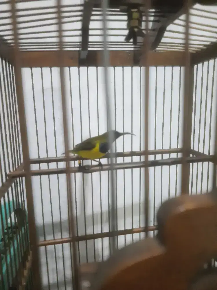 Sogon rawatan lama ngleper