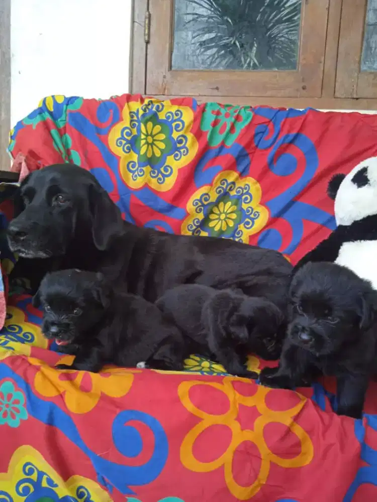 Anjing puppy labrador umur 2bulan