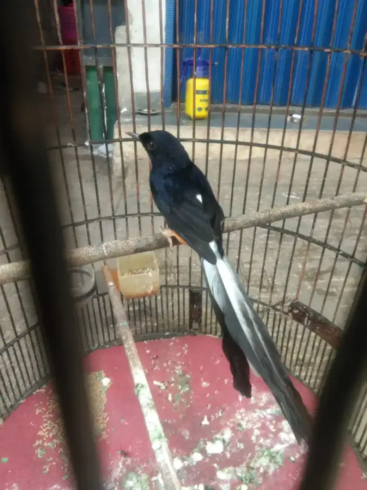 Murai blorok totol putih