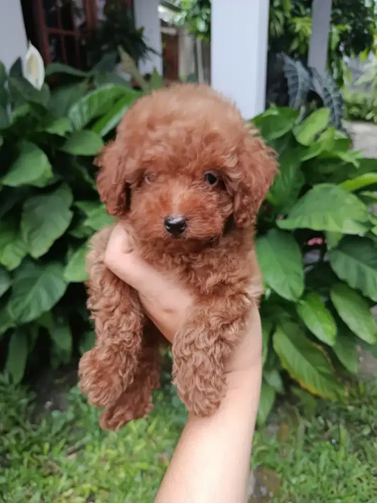 Trah toy poodle ganteng  stambum vaksin