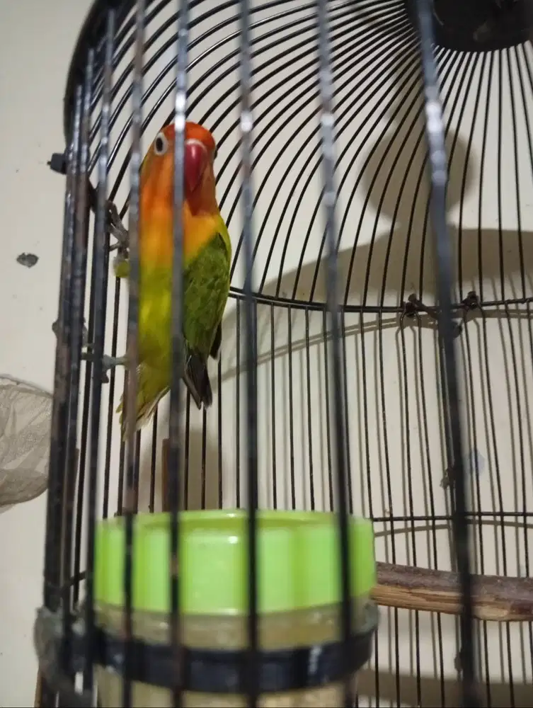 Lovebird biola green