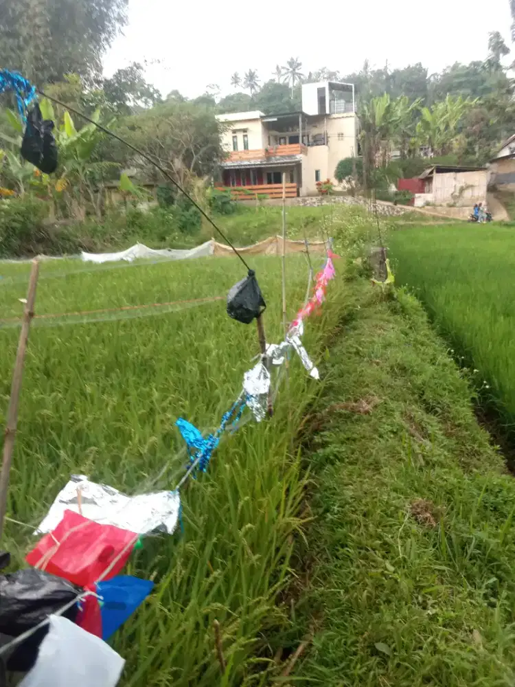 di jual tanah/sawah rata dekat jalan, 224mm/16 tumbak.