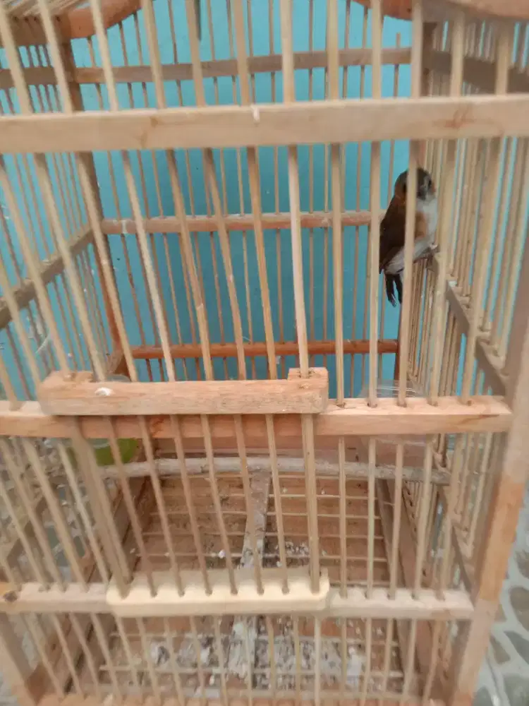 Jual burung planduk  bukit