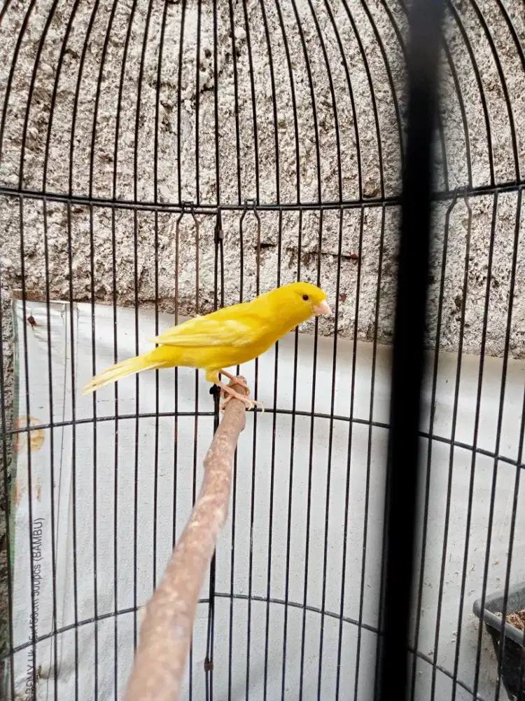 Kenari kuning stabilo