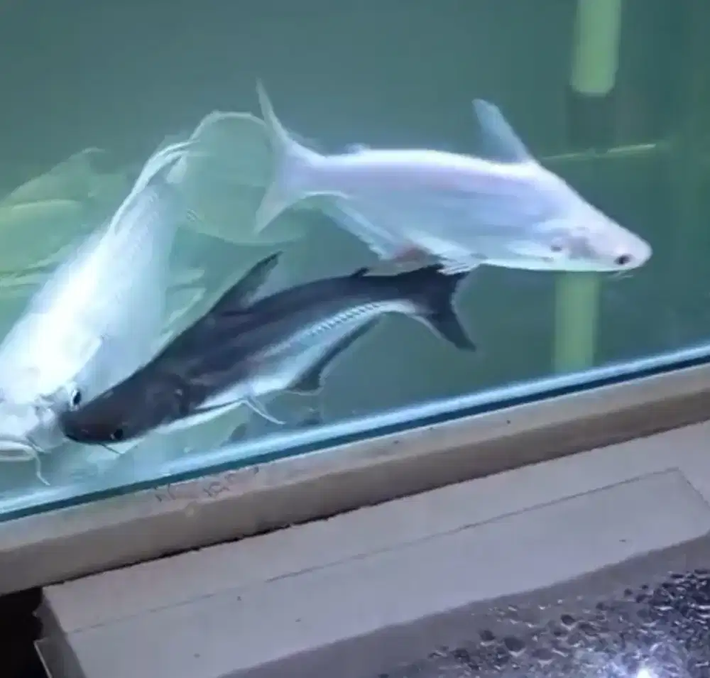 Ikan patin albino dan patin hitam size 25