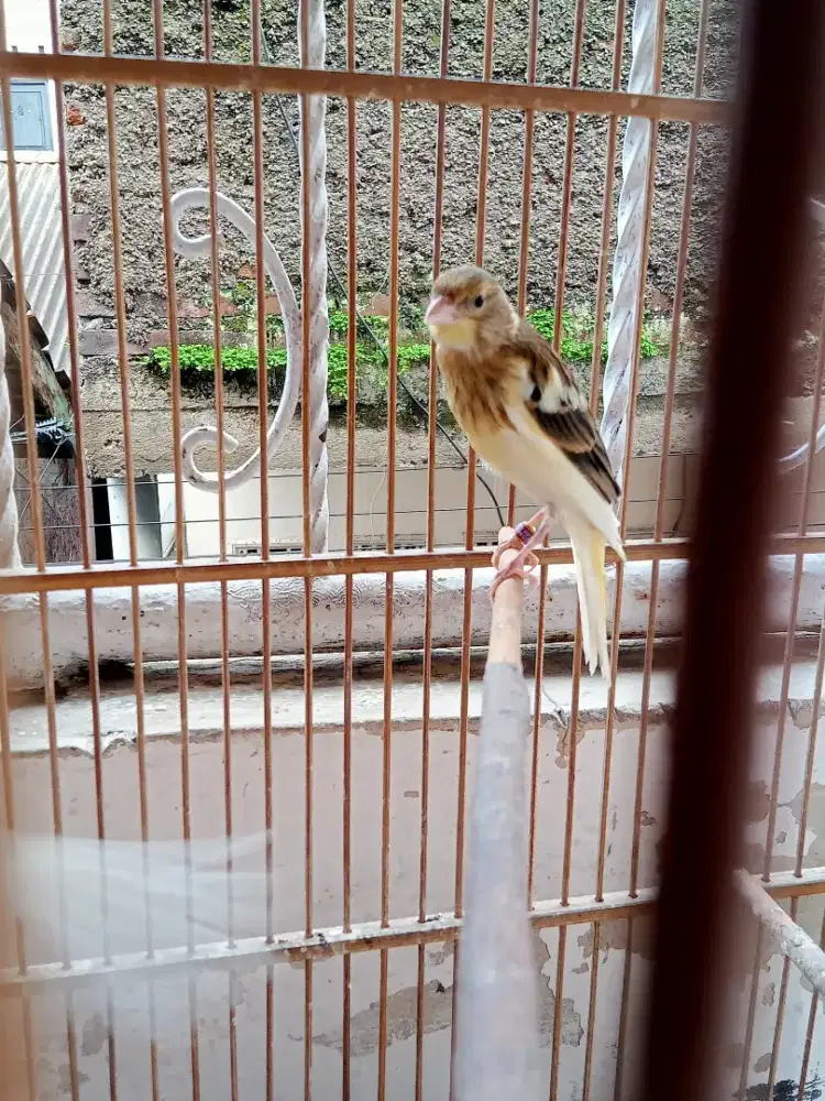 Kenari f1sf abu putih