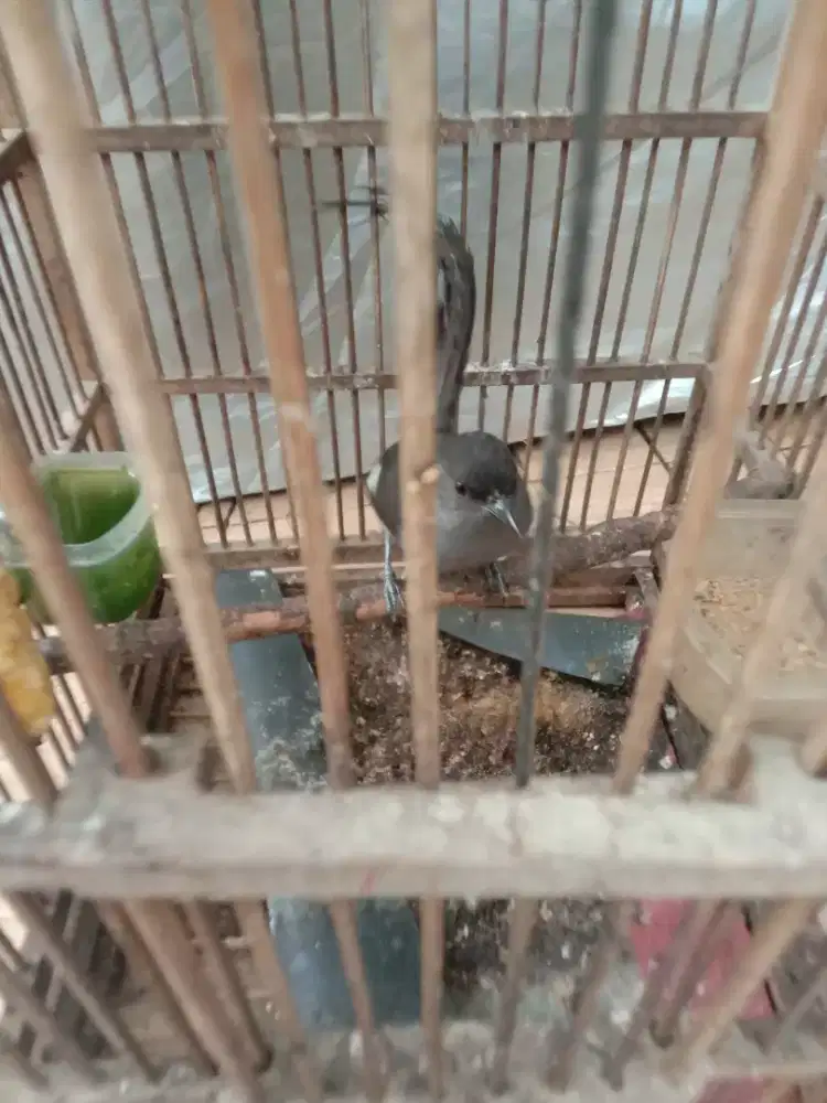 Jual burung air mancur