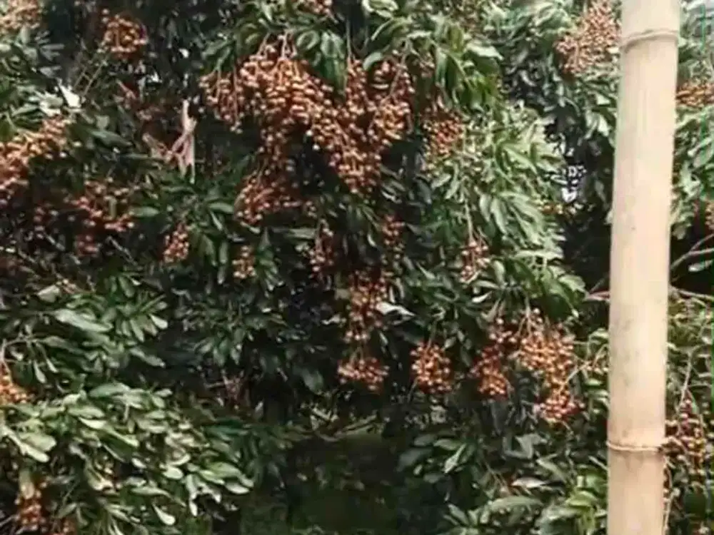 Dijual tanah bonus  kebun lengkeng siap panen di sukabumi