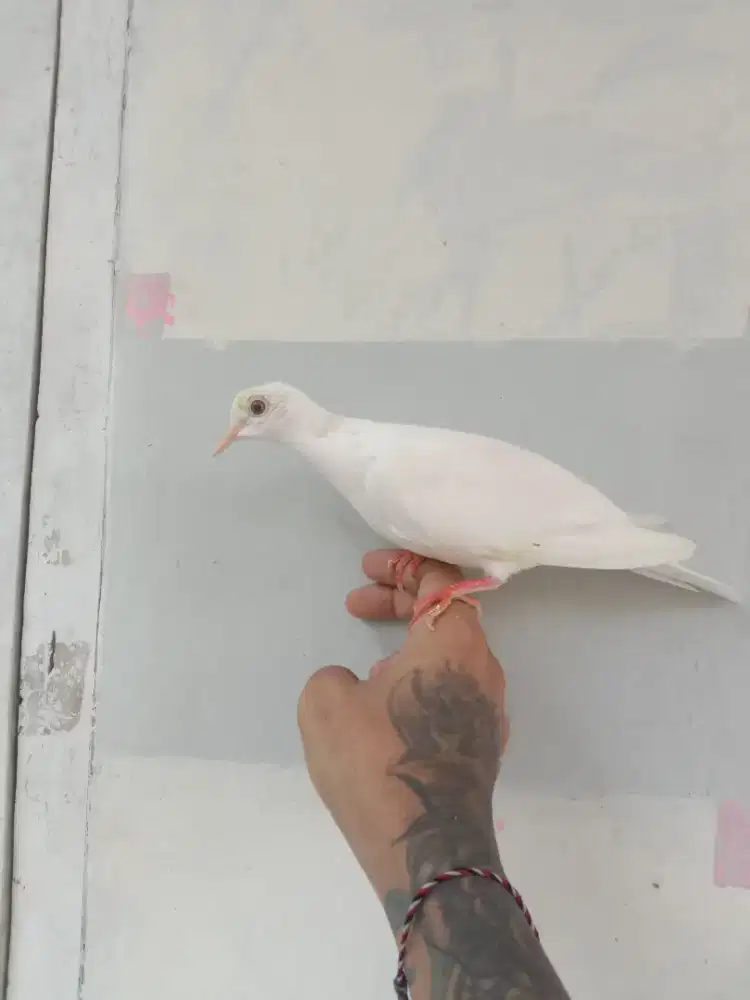 Puter/tekukur albino jinak