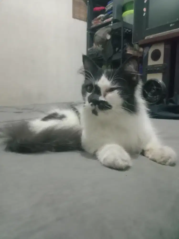 persia flatnose betina proven