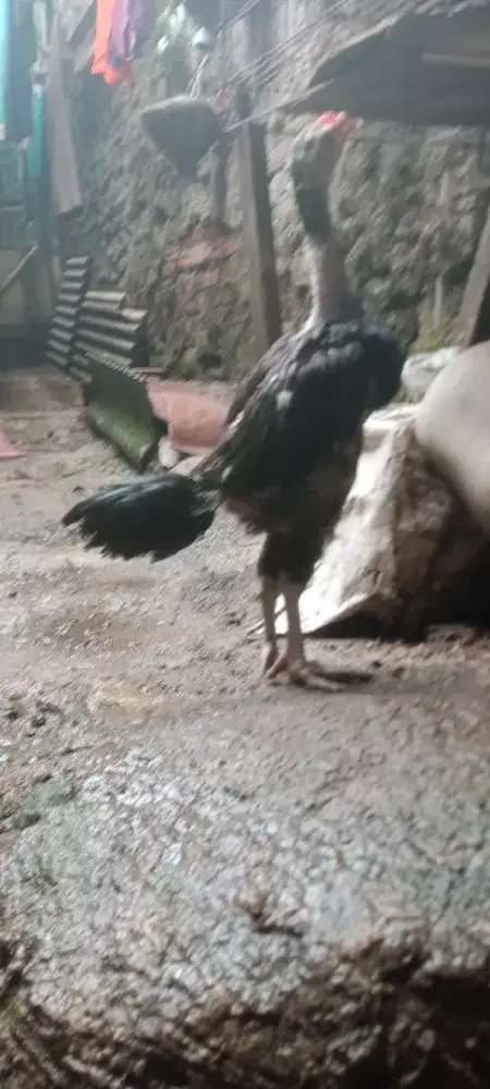 Jual cepat 3 ekor anak ayam bangkok mangoun