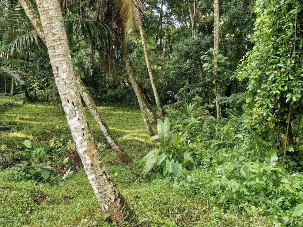 Disewakan Tanah 14 Are, Ubud