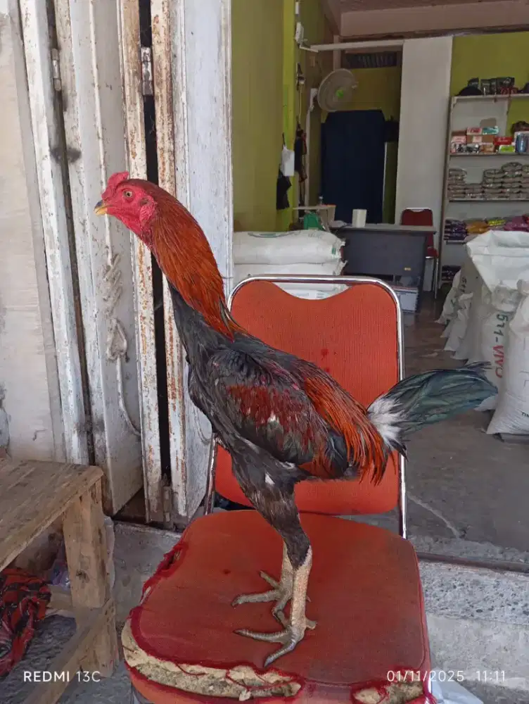 Ayam Pama x koytrat(Naruto)