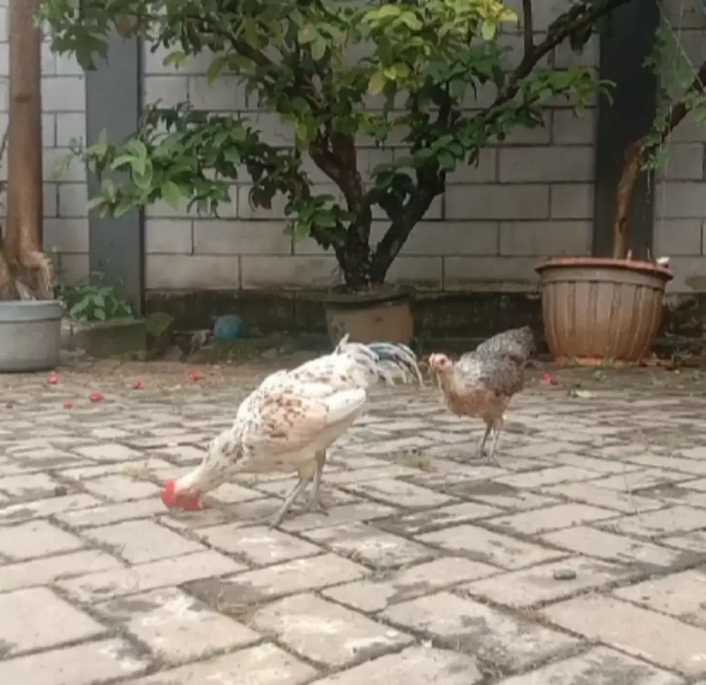 Ayam Ketawa Putih Jalak