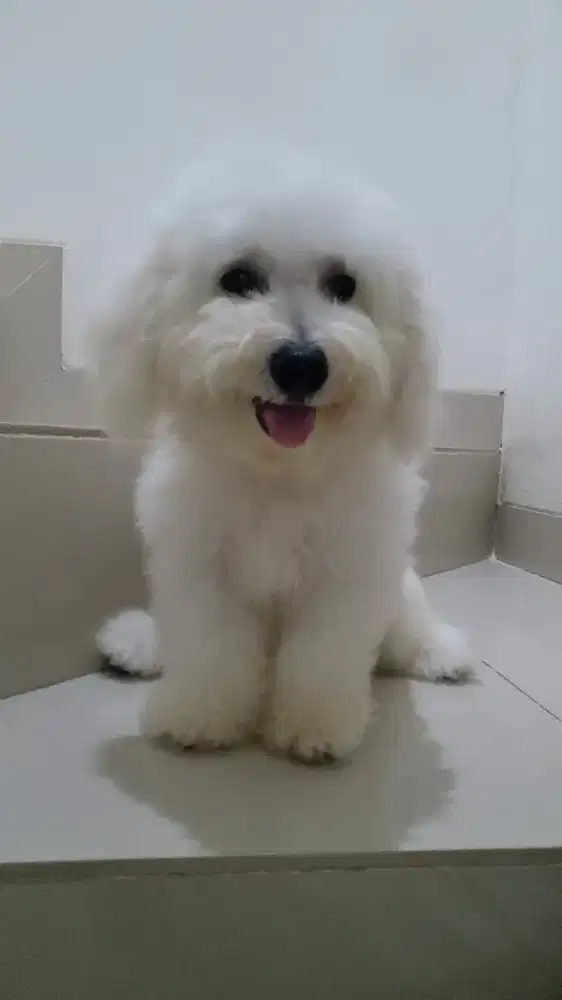 Bichon frise Male, TEACUP/MINI