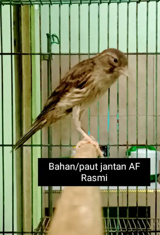 Kenari bahan jantan AF Rasmi