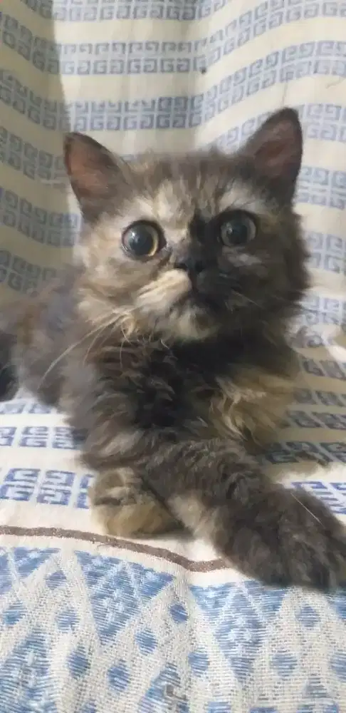 Lepas adop 1 ekor kitten persia betina umr 3 bln