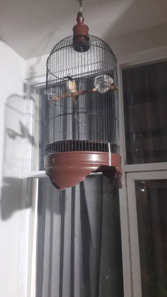 Jual pentet lagi dokor fullsett