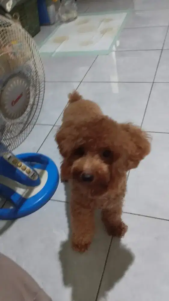 Anjing ras poodle jantan umur 1 tahun