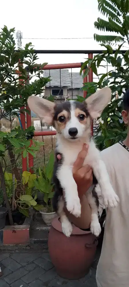 Anjing puppys  Corgi