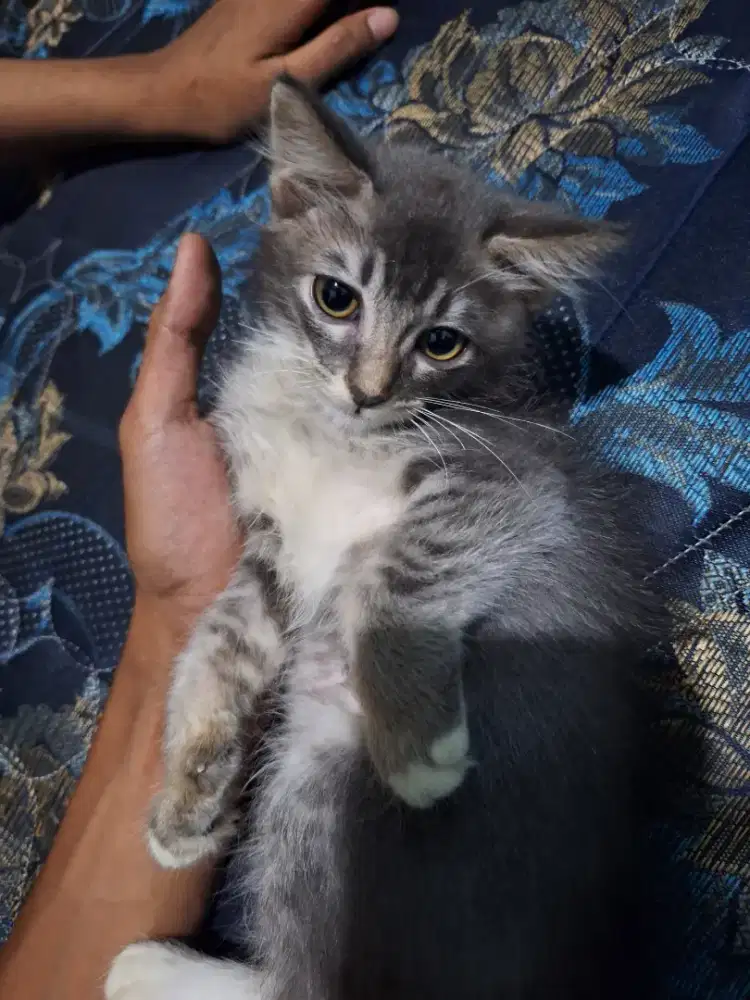 Kitten Ras Anggora