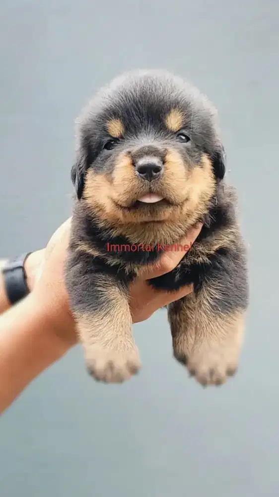 Rottweiler Pre-order