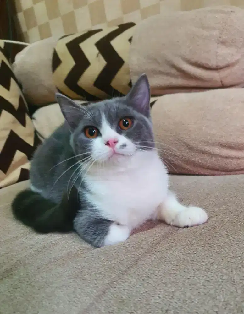 British Shorthair Kitten Jantan Nonped