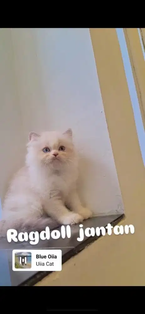 Kucing Ragdoll doll