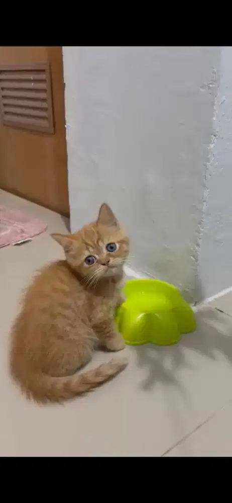 Kucing Scotish Straight