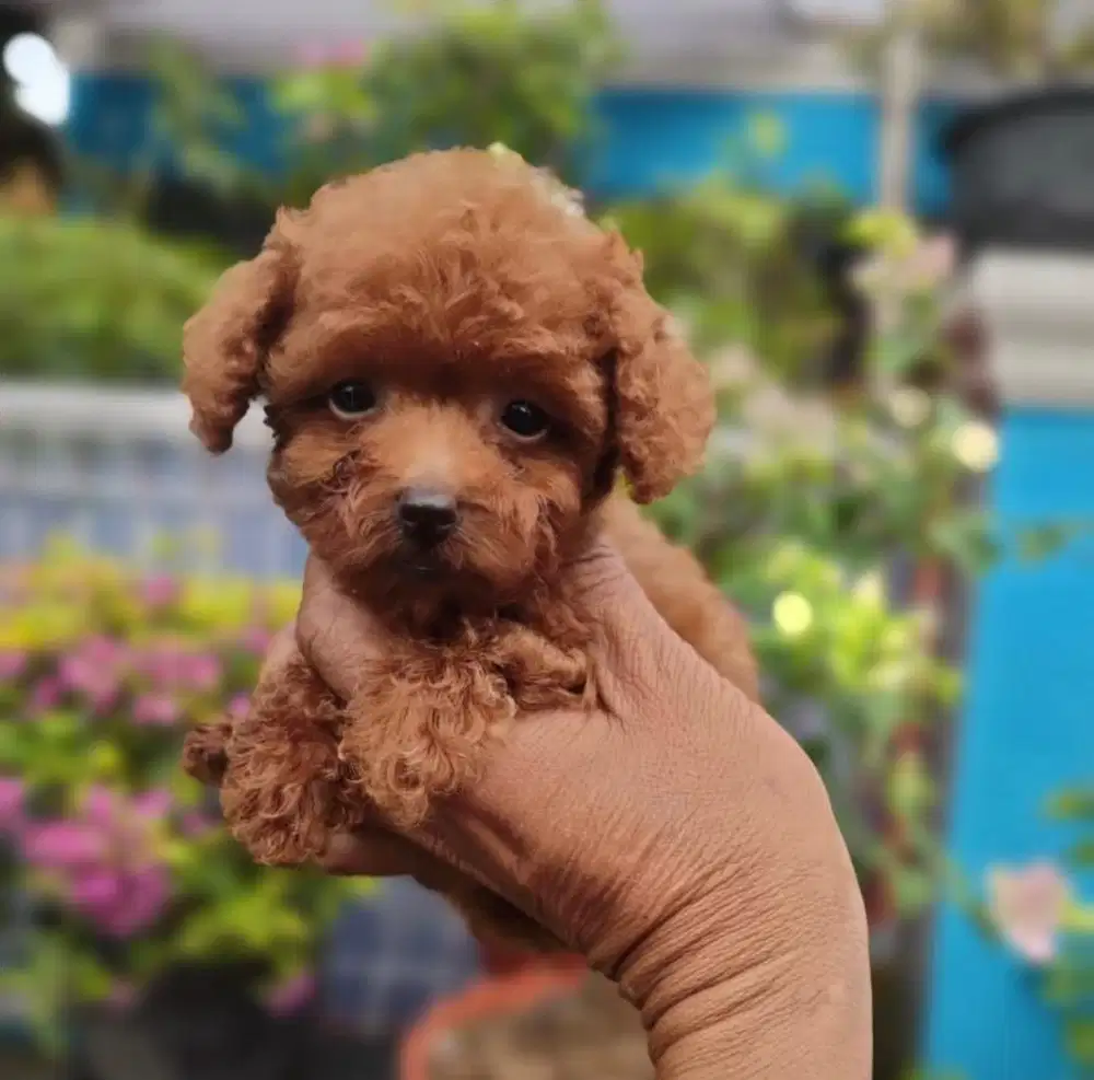 Puppies / anjing toy poodle (kecil)