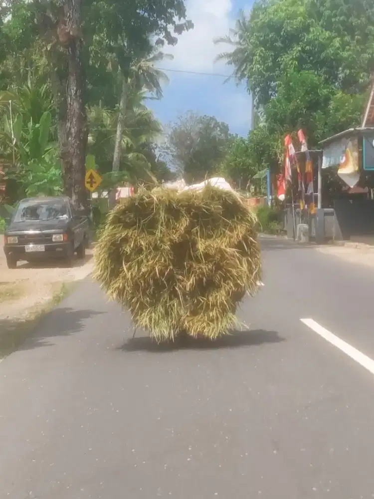 Pengalaman Angkutan Suket Desa