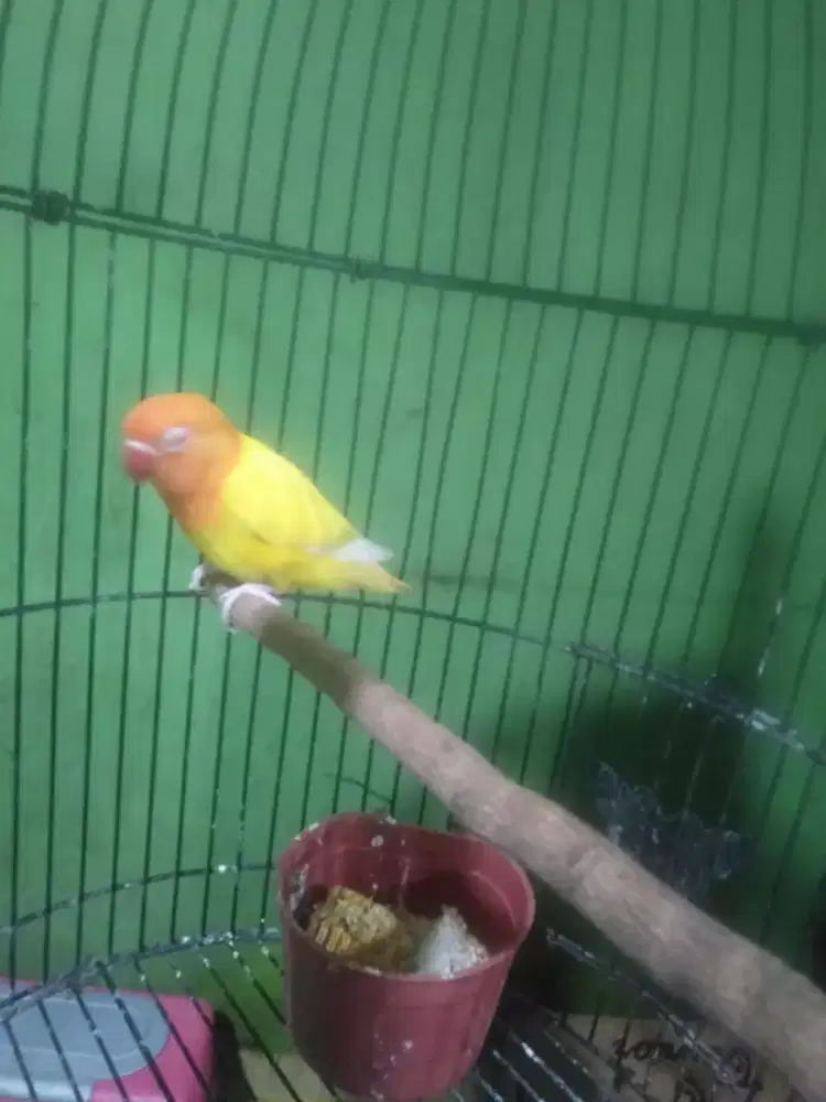 Lovebird Lotino mata merah/bio jantan