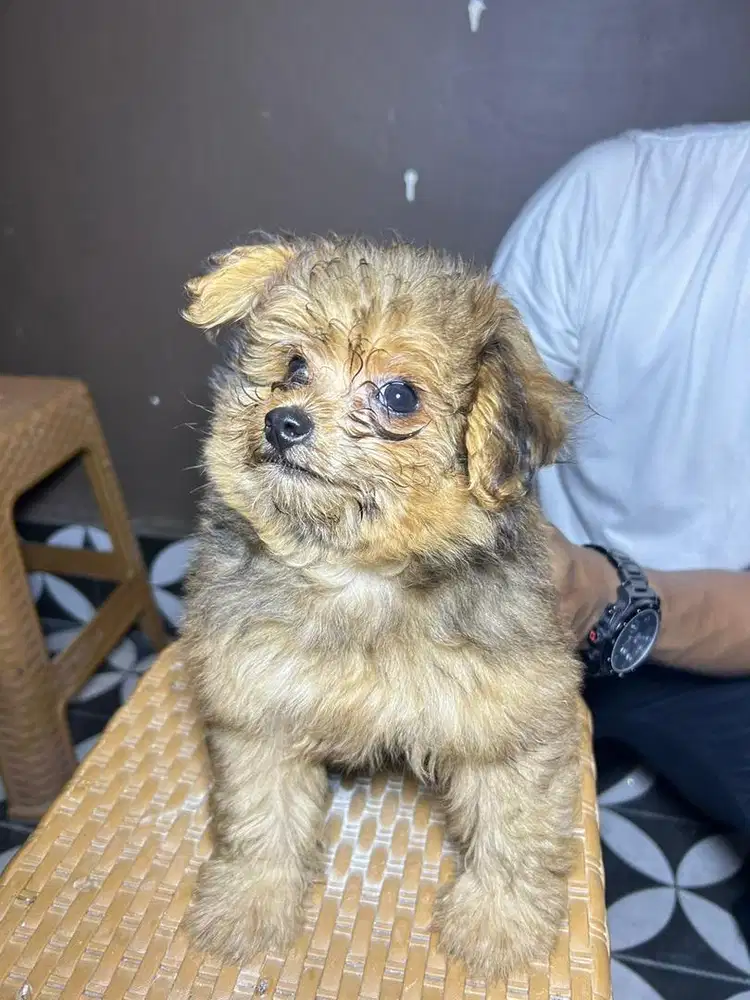 Dijual Anjing Toy Poodle X Pom