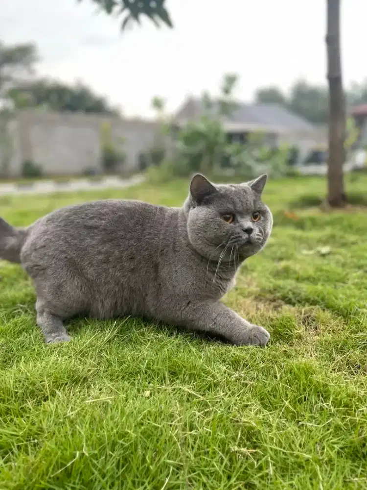 British shorthair jantan import double Pedigree