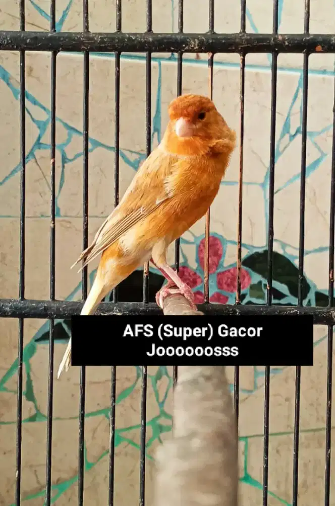 Kenari AFS (Super) Gacor Joooooosss