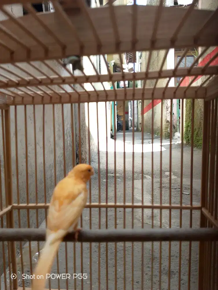 Burung kenari paud jantan