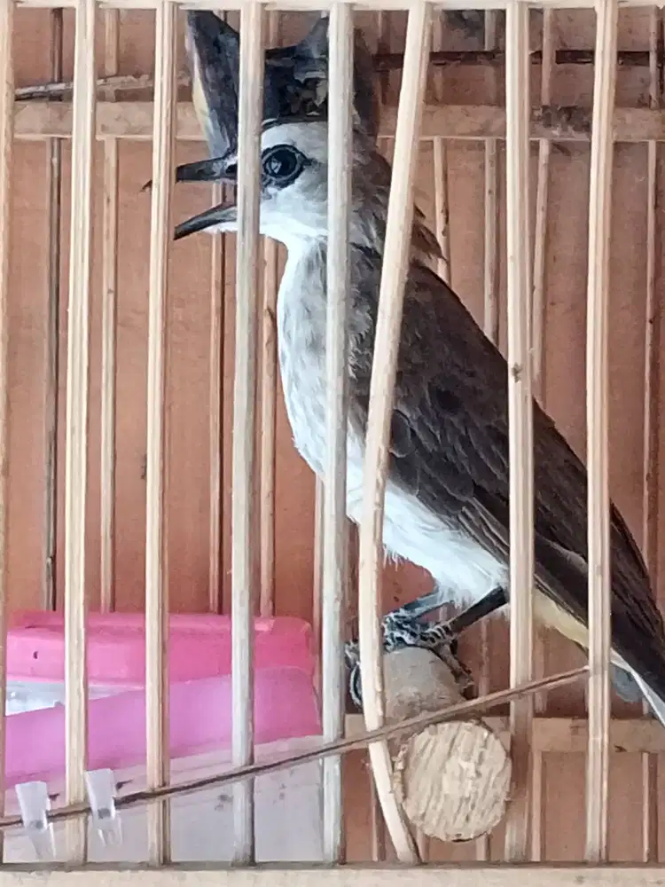 Crucukan murah 35 aja mulus