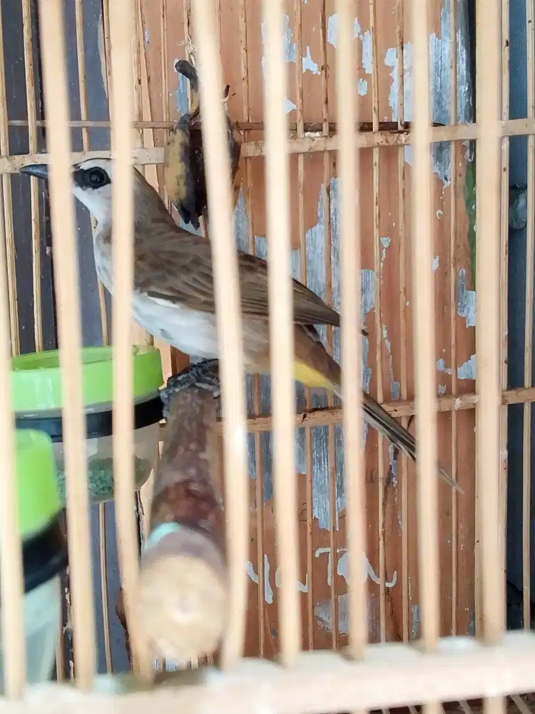 Jual rugi aja crucukan 35 ambil ke rumah