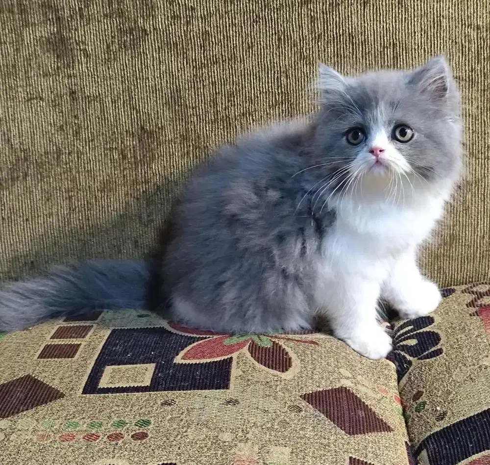 Lepas adopt kucing persia