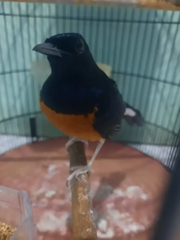 Burung MURAI prestasian